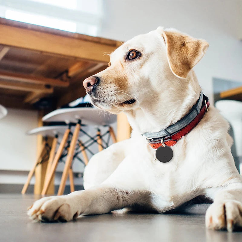 Draadloze Bluetooth Tracker voor Huisdieren – Houd je Hond of Kat Altijd Veilig - Lumoraa