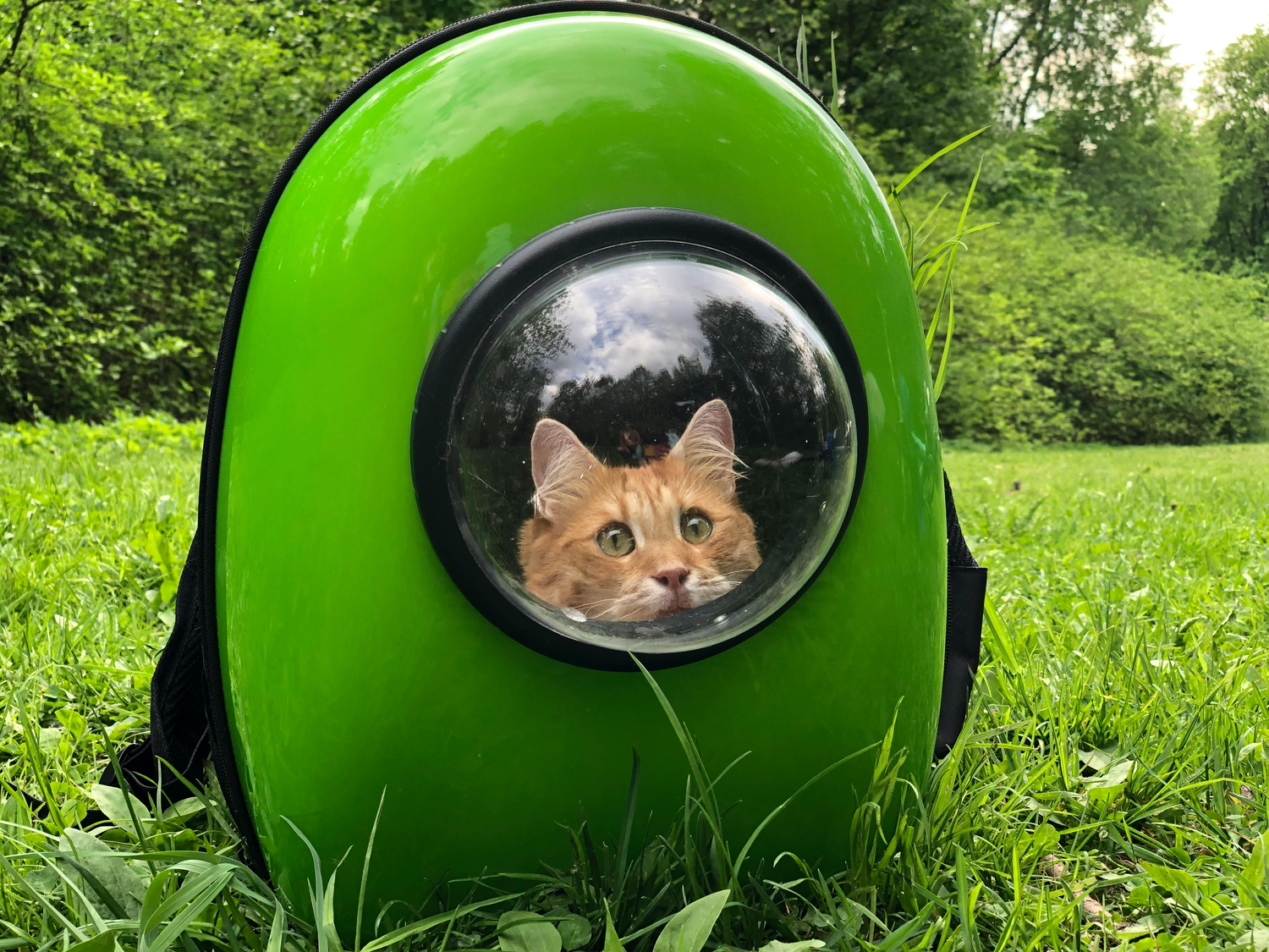 Katten draagzakken