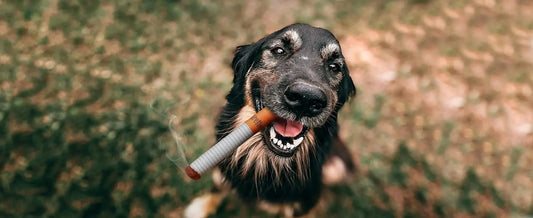 Grappig Hondenspeeltje – Sigarettendoos Pluche! - Lumoraa